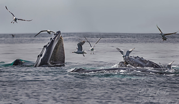 106 Humpback whales (Megaptera novaeangliae) - Cape Code - MA