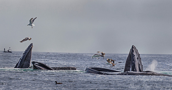 108 Humpback whales (Megaptera novaeangliae) - Cape Code - MA