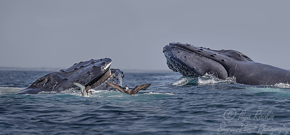 109 Humpback whales (Megaptera novaeangliae) - Cape Code - MA