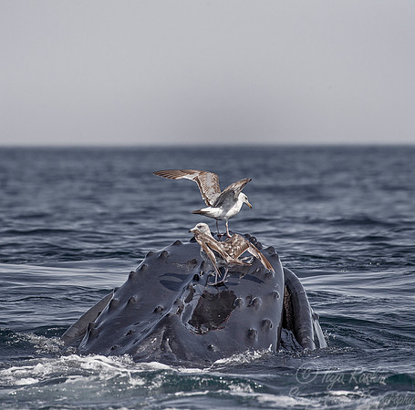 110 Humpback whale (Megaptera novaeangliae) - Cape Code - MA