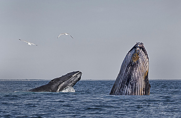 111 Humpback whales (Megaptera novaeangliae) - Cape Code - MA