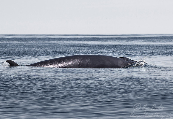 112 Northern minke whale (Balaenoptera acutorostrata) - Cape Code - MA