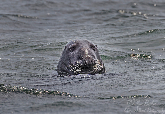 113 Grey seal (Halichoerus grypus) - Cape Code - MA