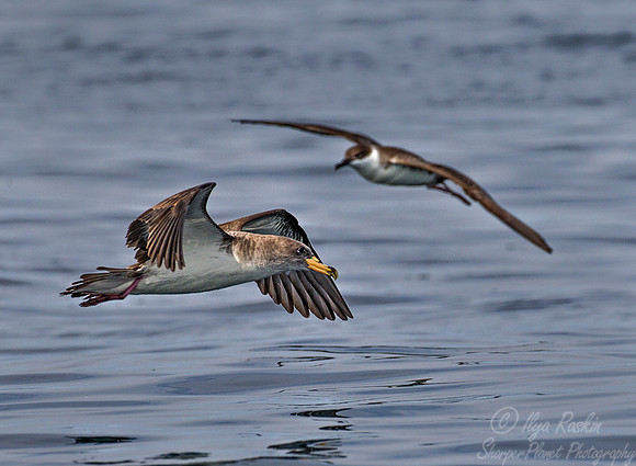 173 Cory's shearwater and Greater shearwater - Cape Code - MA