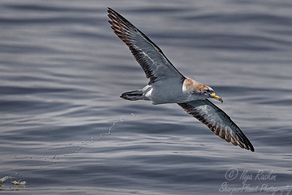 174 Cory's shearwater (Calonectris borealis) - Cape Code _ MA