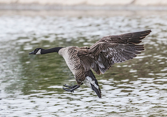 152 Canada goose (Branta canadensis) - PA