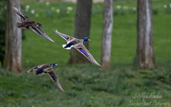 154 Mullard duck (Anas platyrhynchos) - PA