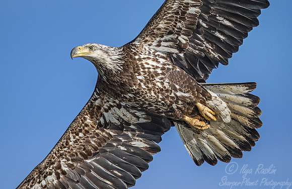 186 Bald eagle immature (Haliaeetus leucocephalus) - PA