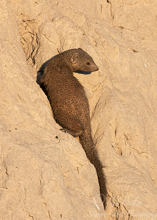 251 Common dwarf mongoose (Helogale parvula) - Botswana