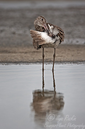 077 Willet (Tringa semipalmata) - DE