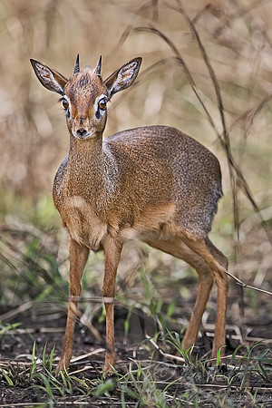 035_Dik-dik_Tanzania