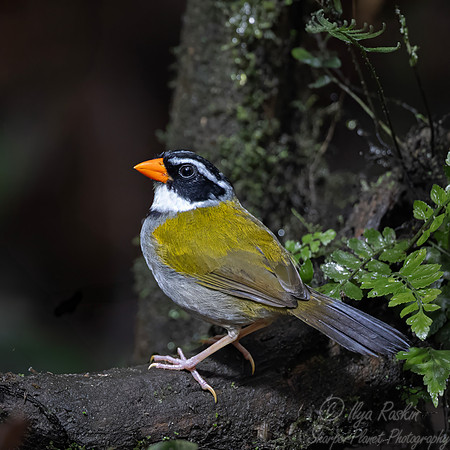 741 Orange-billed sparrow (Arremon aurantiirostris) - Ecuador