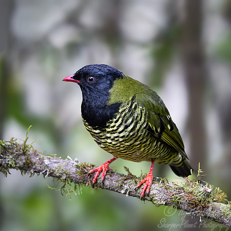 590 Barred fruiteater (Pipreola arcuata) - Colombia cloud forest