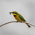 212 Little bee-eater (Merops pusillus) - Kenya