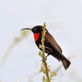 215 Scarlet-chested sunbird (Chalcomitra senegalensis) - Kenya