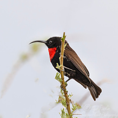 215 Scarlet-chested sunbird (Chalcomitra senegalensis) - Kenya