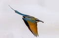 214 White-throated bee-eater (Merops albicollis)