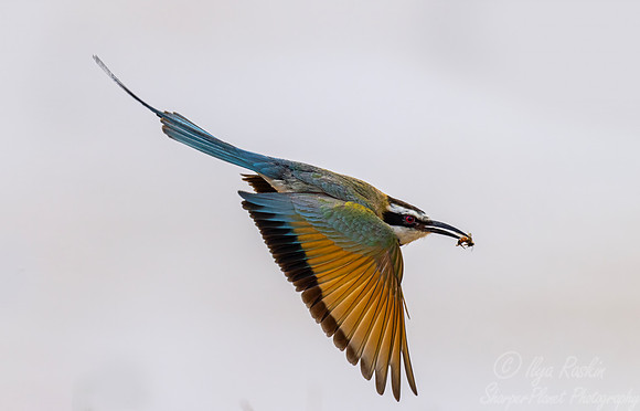 214 White-throated bee-eater (Merops albicollis)