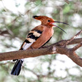218 Common hoopoe (Upupa epops) - Kenya