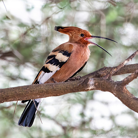 218 Common hoopoe (Upupa epops) - Kenya