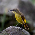 217 Golden-winged sunbird (Drepanorhynchus reichenowi) - Kenya-2