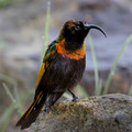 216 Golden-winged Sunbird (Drepanorhynchus reichenowi) - Kenya