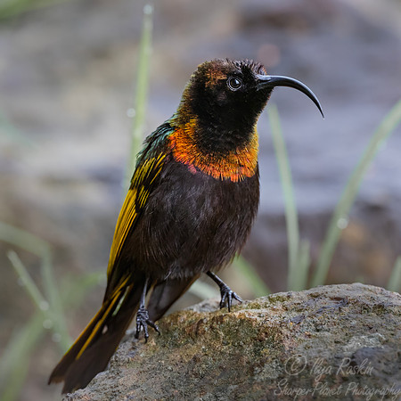 216 Golden-winged Sunbird (Drepanorhynchus reichenowi) - Kenya