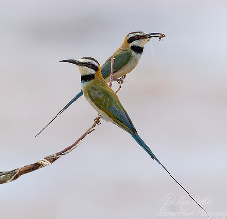 213 White-throated bee-eaters (Merops albicollis) - Kenya