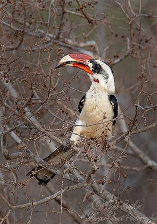 220 Von der Decken's hornbill (Tockus deckeni)- Kenya