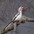 219 Red-billed hornbill (Tockus erythrorhynchus) - Kenya
