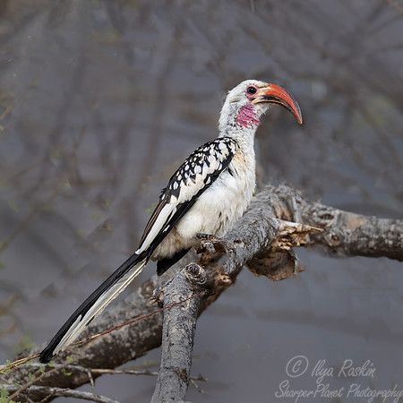 219 Red-billed hornbill (Tockus erythrorhynchus) - Kenya