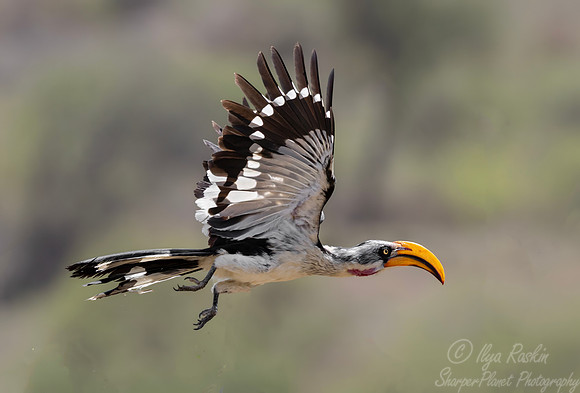 223 Eastern yellow-billed hornbill (Tockus flavirostris) - Kenya