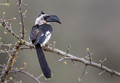 221 Von der Decken's hornbill (Tockus deckeni) - Kenya