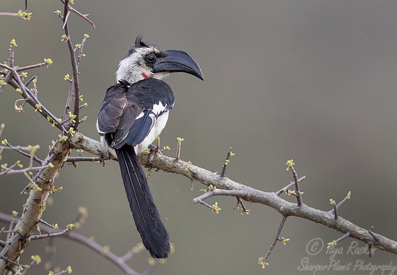 221 Von der Decken's hornbill (Tockus deckeni) - Kenya