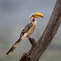 222 Eastern yellow-billed hornbill (Tockus flavirostris) - Kenya