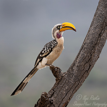 222 Eastern yellow-billed hornbill (Tockus flavirostris) - Kenya