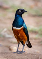 226 Superb starling (Lamprotornis superbus) - Kenya