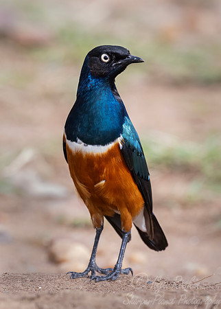 226 Superb starling (Lamprotornis superbus) - Kenya