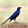 224 Rüppell's starling (Lamprotornis purpuroptera) - Kenya