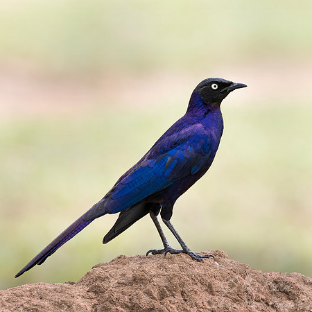 224 Rüppell's starling (Lamprotornis purpuroptera) - Kenya