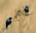 228 lesser blue-eared starling (Lamprotornis chloropterus) - Kenya
