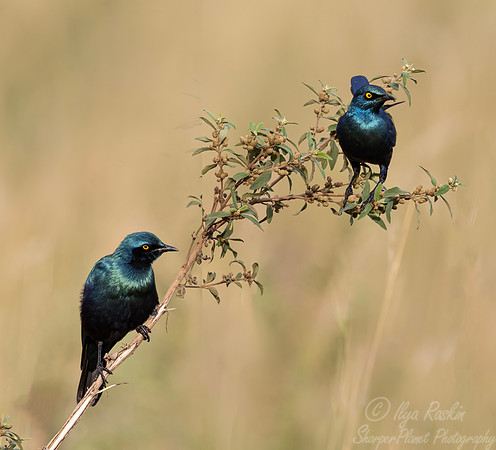 228 lesser blue-eared starling (Lamprotornis chloropterus) - Kenya