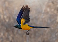 229 Golden-breasted starling (Lamprotornis regius) - Kenya