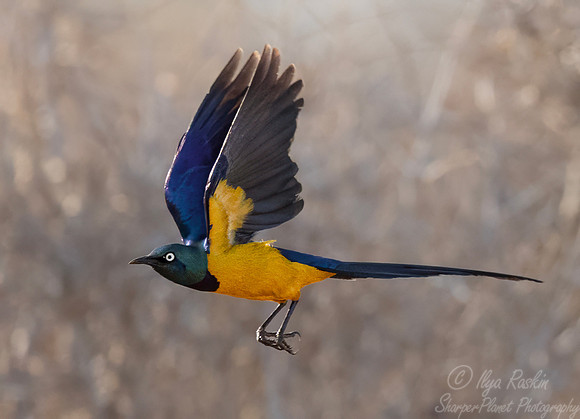 229 Golden-breasted starling (Lamprotornis regius) - Kenya