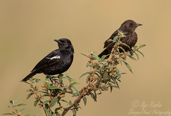 231 Sooty chats (Myrmecocichla nigra) - Kenya