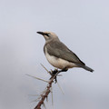 230Fischer's Starling (Lamprotornis fischeri) - Kenya