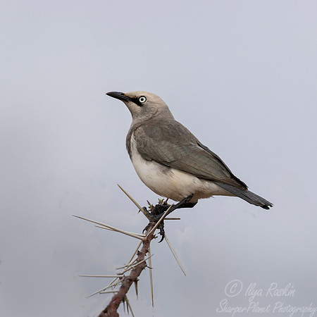 230Fischer's Starling (Lamprotornis fischeri) - Kenya