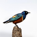 227 Superb starling (Lamprotornis superbus) - Kenya