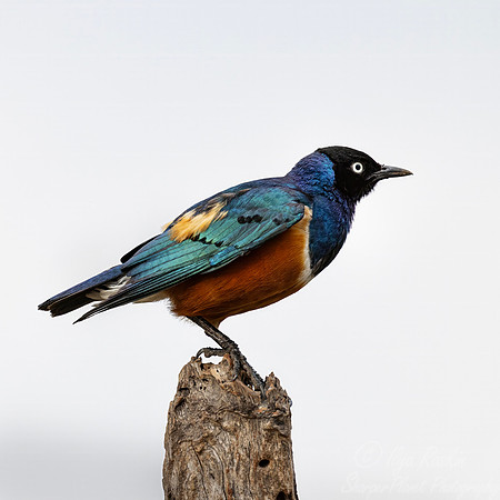 227 Superb starling (Lamprotornis superbus) - Kenya