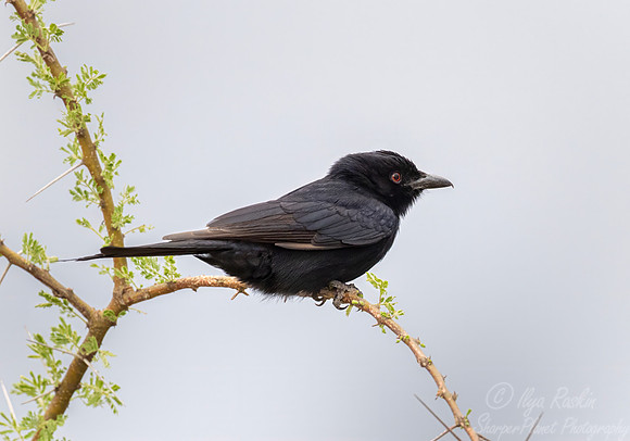 232 Fork-tailed Drongo (Dicrurus adsimilis) - Kenya